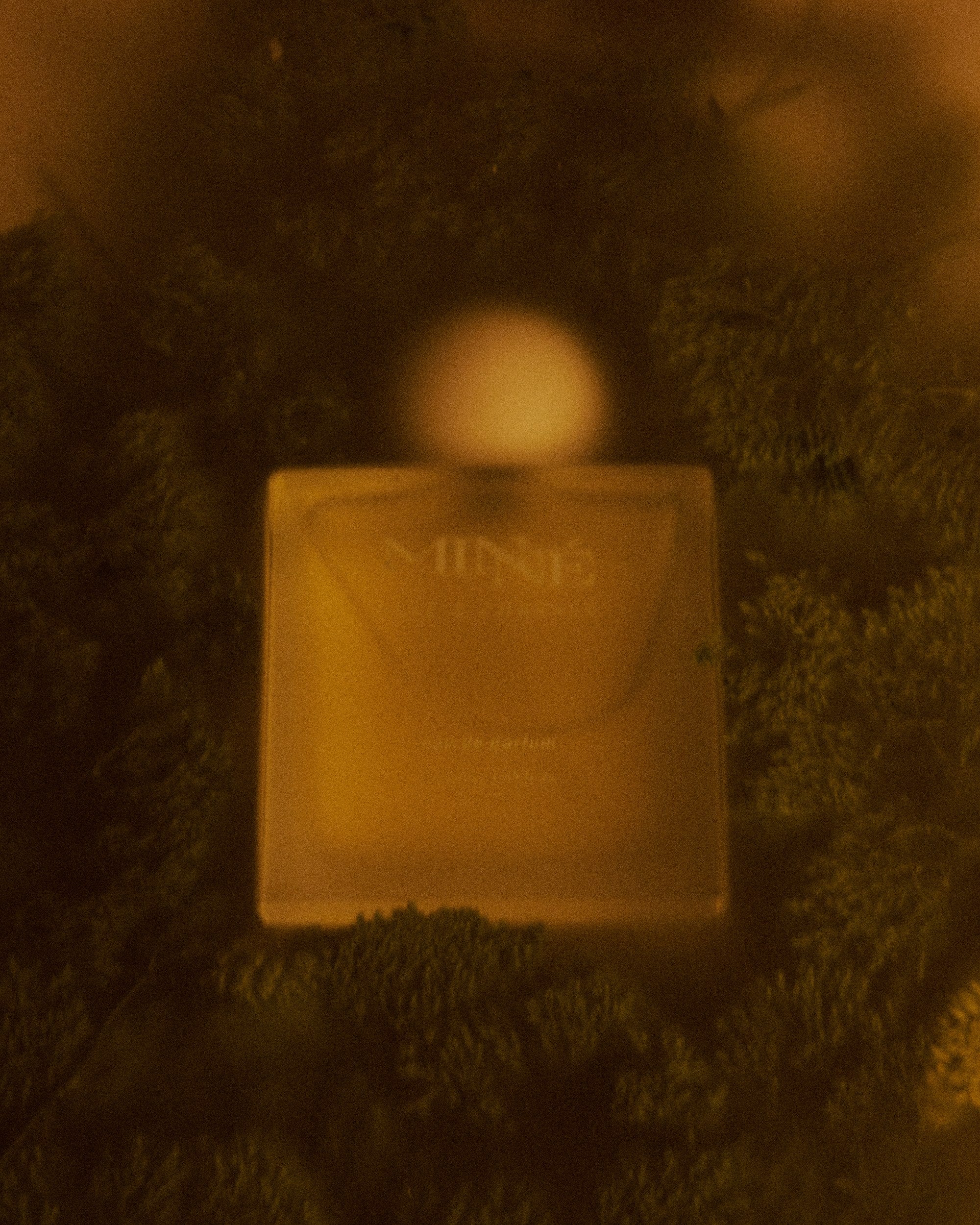 Pine's Embrace — editorial